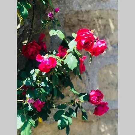 La Campagne Proche De Charleville-mezieres This